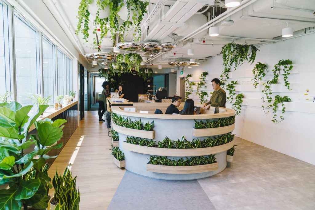 Plants hanging from the ceiling and placed on side of the desk
